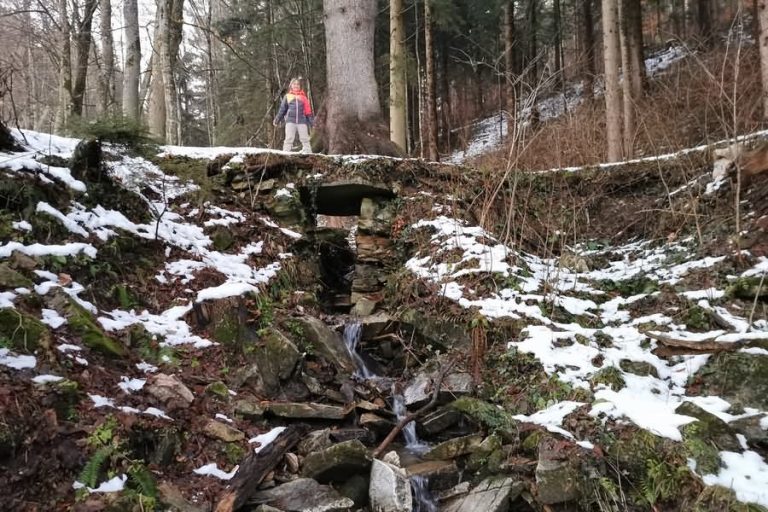 Potnikova smreka Fram