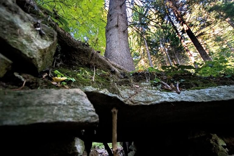 Potnikova smreka Fram