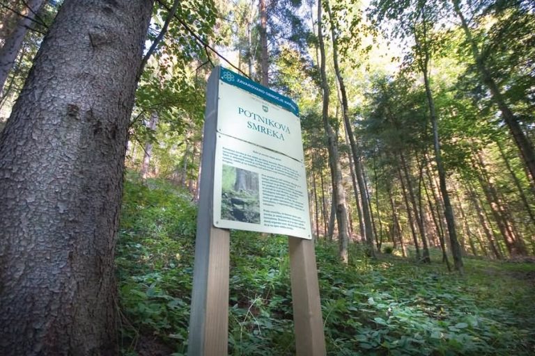 Potnikova smreka Fram