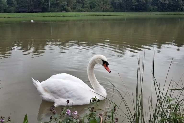 Ribniki Preserje Ribniki Preserje
