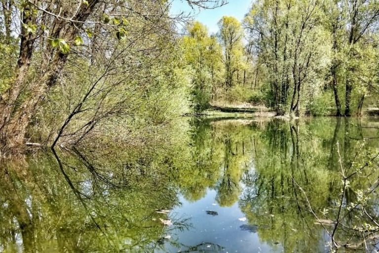 Ribniki pri stari opekarni