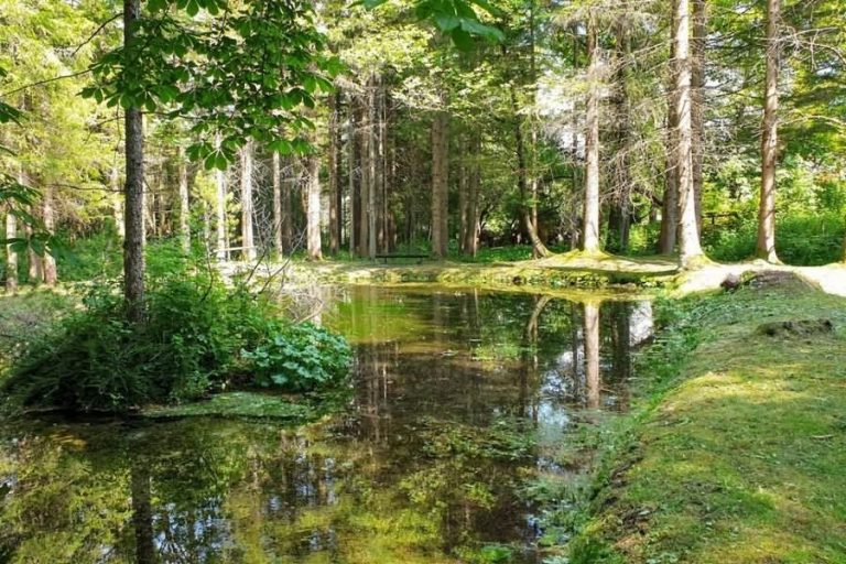 Jezerca v Triglavskem gaju